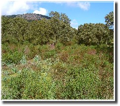 Macchia mediterranea